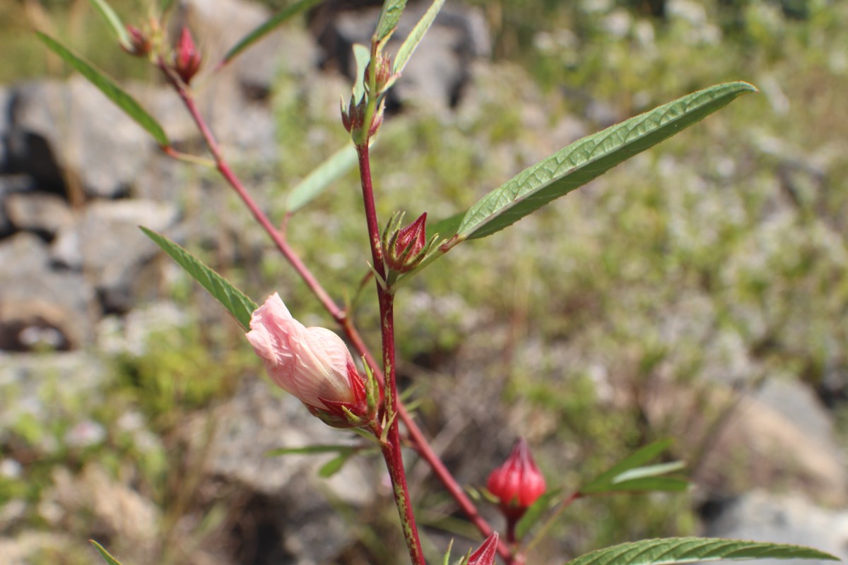 Hibiscus sabdariffa L.